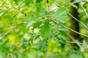 Quercus pubescens