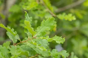 Quercus pubescens - Plug/Celgrown - image 4
