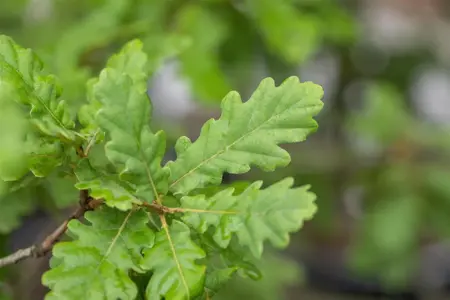 Quercus pubescens - Plug/Celgrown - image 5