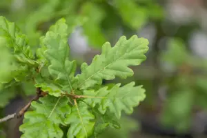 Quercus pubescens - Plug/Celgrown - image 5
