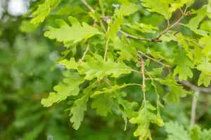 Quercus pubescens - MULTISTEM 250-300 CM RB - image 3