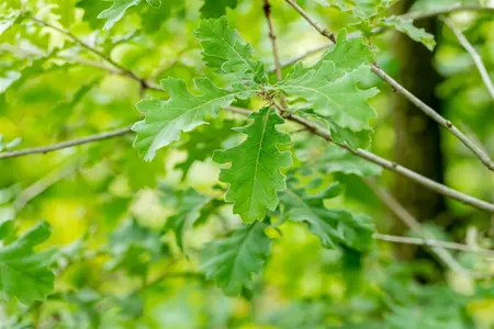 Quercus pubescens - MULTISTEM 250-300 CM C45 - image 1