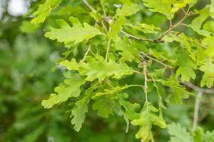 Quercus pubescens - MULTISTEM 250-300 CM C45 - image 3