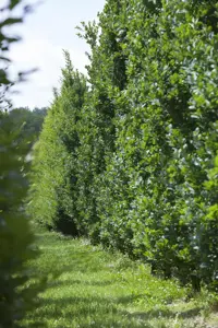 Quercus robur - Plug/Celgrown - image 2