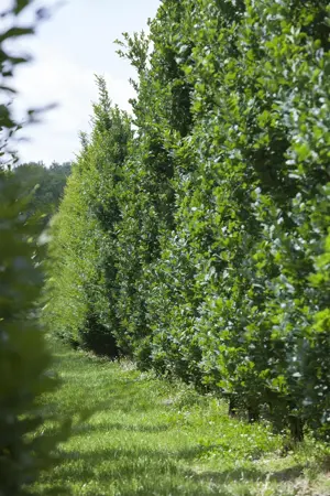 Quercus robur - SOLITAIR 125-150 CM RB - image 2