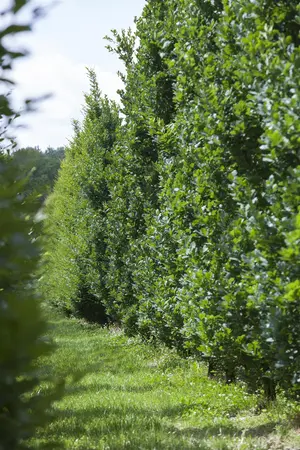 Quercus robur - STD 16-18 CM CONT    - image 2