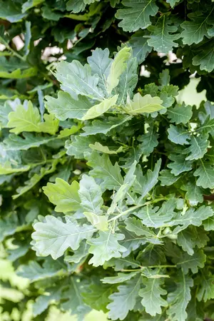 Quercus robur - 20-25 CM P9 - image 3