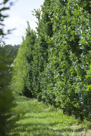 Quercus robur - MULTISTEM 250-300 CM RB - image 2