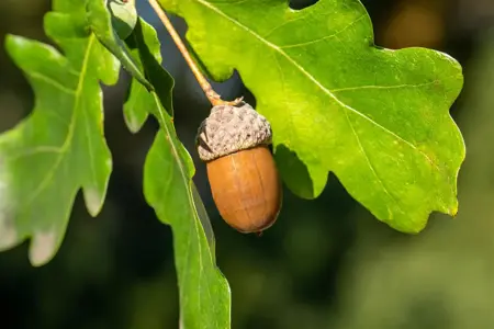 Quercus robur - Plug/Celgrown - image 4