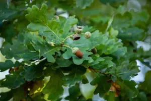 Quercus robur - Plug/Celgrown - image 5