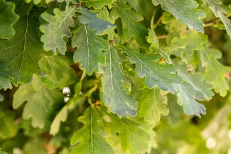 Quercus robur 'Fastigiata' - 200-250 CM FTH. WHIP C15 - image 3