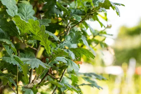 Quercus robur 'Fastigiata' - 200-250 CM FTH. WHIP C15 - image 4