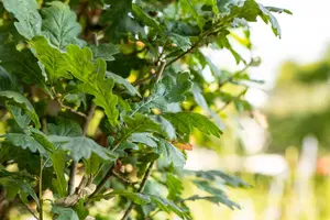 Quercus robur 'Fastigiata' - 200-250 CM FTH. WHIP C15 - image 4
