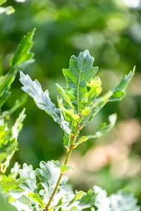Quercus robur 'Fastigiata Zeeland' - 40-60 CM C3 WHIP - image 2