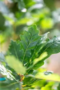 Quercus robur 'Fastigiata Zeeland' - 40-60 CM C3 WHIP - image 4