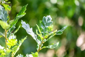Quercus robur 'Fastigiata Zeeland'