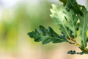 Quercus robur 'Fastigiata Zeeland' - 40-60 CM C3 WHIP - image 3