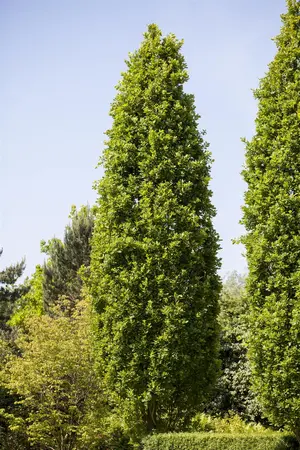 Quercus robur 'Fastigiate Koster' - 200-225cm cont.25L