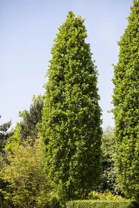 Quercus robur 'Fastigiate Koster' - 200-225cm cont.25L
