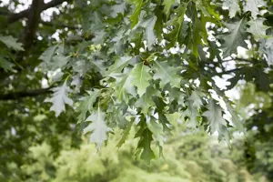 Quercus rubra