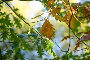 Quercus rubra - Plug/Celgrown - image 2