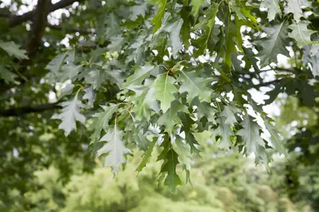 Quercus rubra - 2 Ltr pot - image 1
