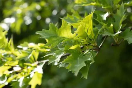 Quercus rubra - 2 Ltr pot - image 3