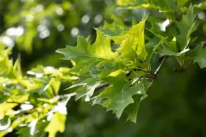 Quercus rubra - 2 Ltr pot - image 3