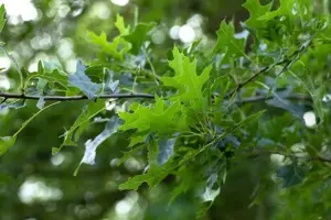 Quercus rubra - 2 Ltr pot - image 4
