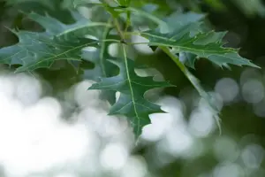 Quercus rubra - 2 Ltr pot - image 5