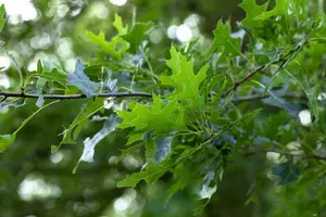 Quercus rubra - STEM 225 CM, GIRTH 12-14 CM RB - image 4