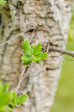 Quercus suber - P9 - image 2