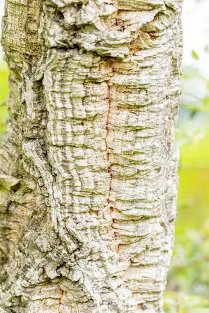 Quercus suber - 40-60 CM C5 - image 4