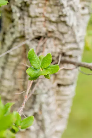 Quercus suber - STDS 6-8 CM CONT - image 2