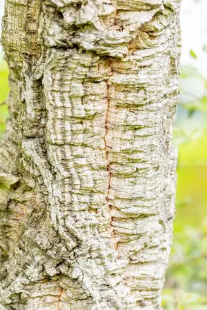 Quercus suber - STDS 10-12 CM RB - image 4