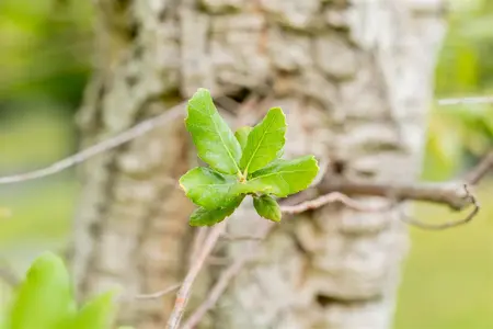 Quercus suber - MULTISTEM 250-300 CM C285 - image 1