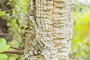 Quercus suber - MULTISTEM 250-300 CM C285 - image 3