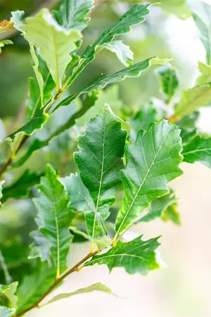 Quercus warei 'Regal Prince' - STDS 12-14 CM CONT FTH. - image 1