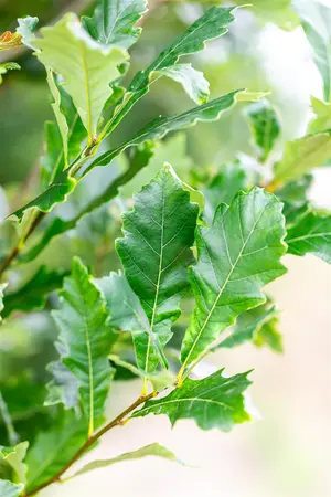 Quercus warei 'Regal Prince' - STDS 12-14 CM RB - image 1