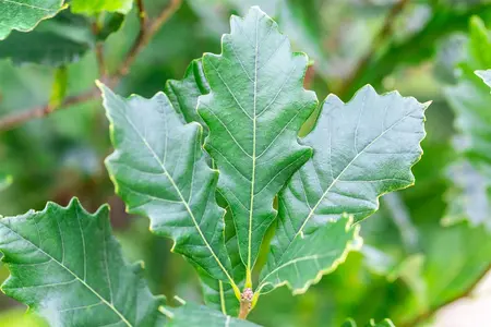 Quercus warei 'Regal Prince' - STDS 12-14 CM CONT FTH. - image 2