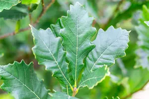 Quercus warei 'Regal Prince' - STDS 12-14 CM CONT FTH. - image 2