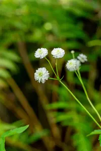 Ranunculus aconit. 'Pleniflorus'