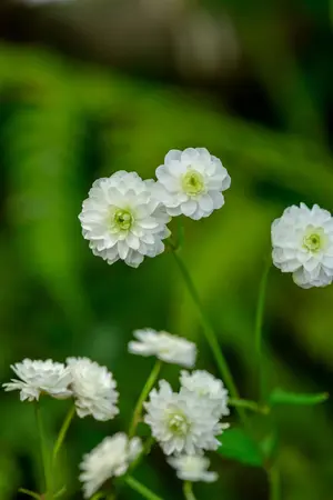 Ranunculus aconit. 'Pleniflorus' - P9 - image 2