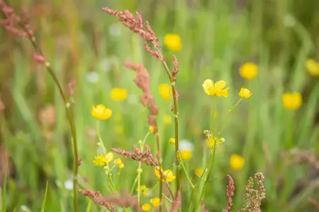 Ranunculus acris - P9 - image 4