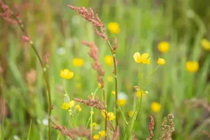 Ranunculus acris - P9 - image 4