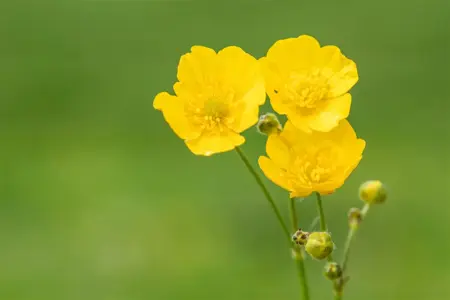 Ranunculus acris - P9 - image 2