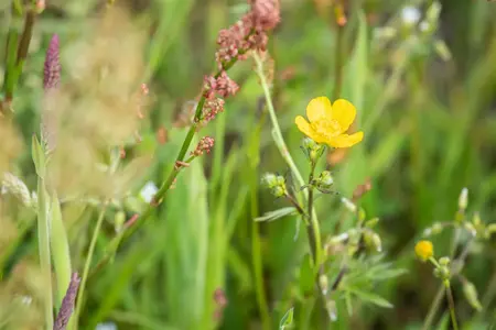 Ranunculus acris - P9 - image 5