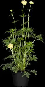 Ranunculus acris