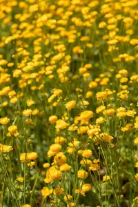 Ranunculus acris 'Multiplex' - P9 - image 3