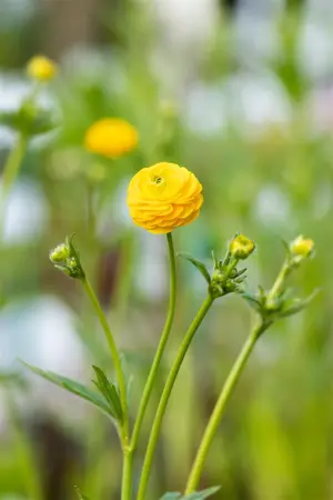 Ranunculus acris 'Multiplex' - P9 - image 5